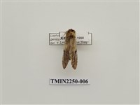 藏品(彎臂冠舟蛾)的圖片